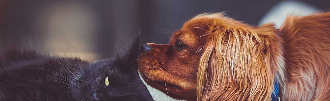 Lifetime pet insurance. Vet fees from £4,000 to £10,000