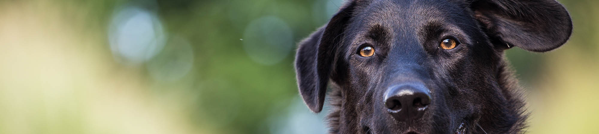 Pet Protect Header Image
