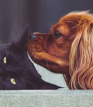 Lifetime pet insurance. Vet fees from £4,000 to £10,000
