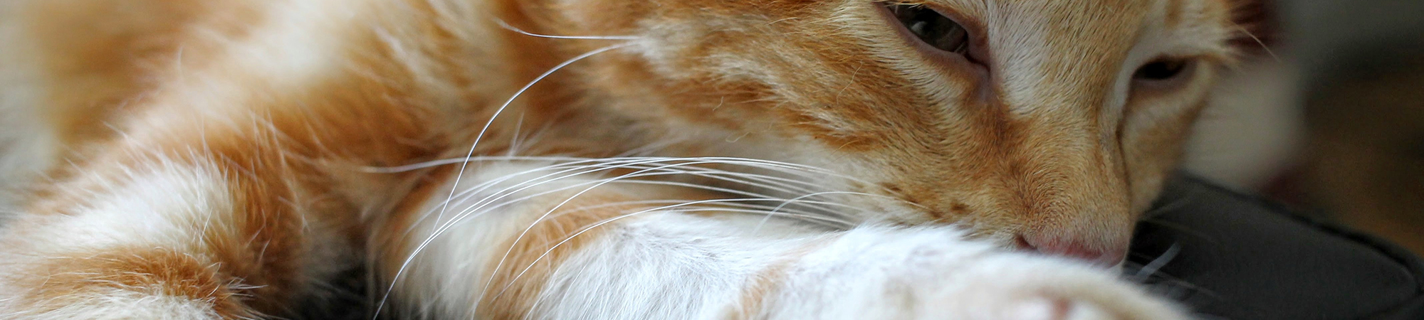 Pet Protect Header Image