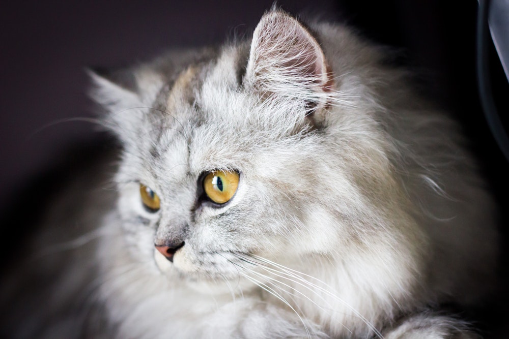 Persian Cat