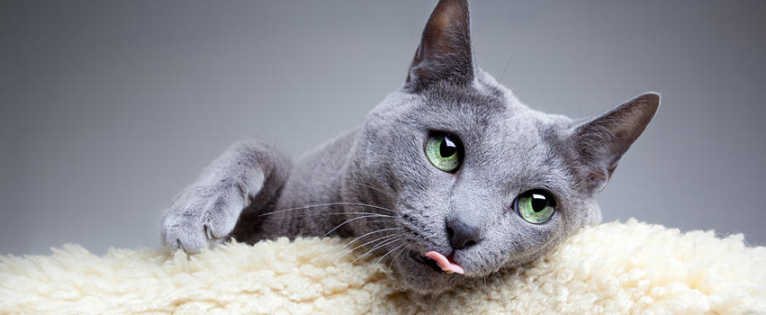 Breed Profile | The Russian Blue Cat | Pet Protect