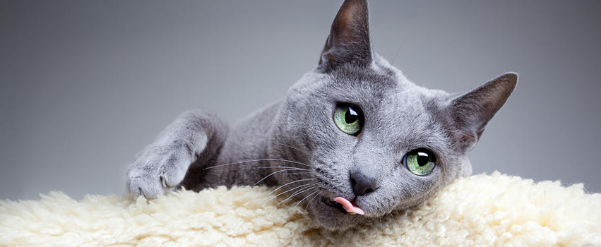 Russian Blue