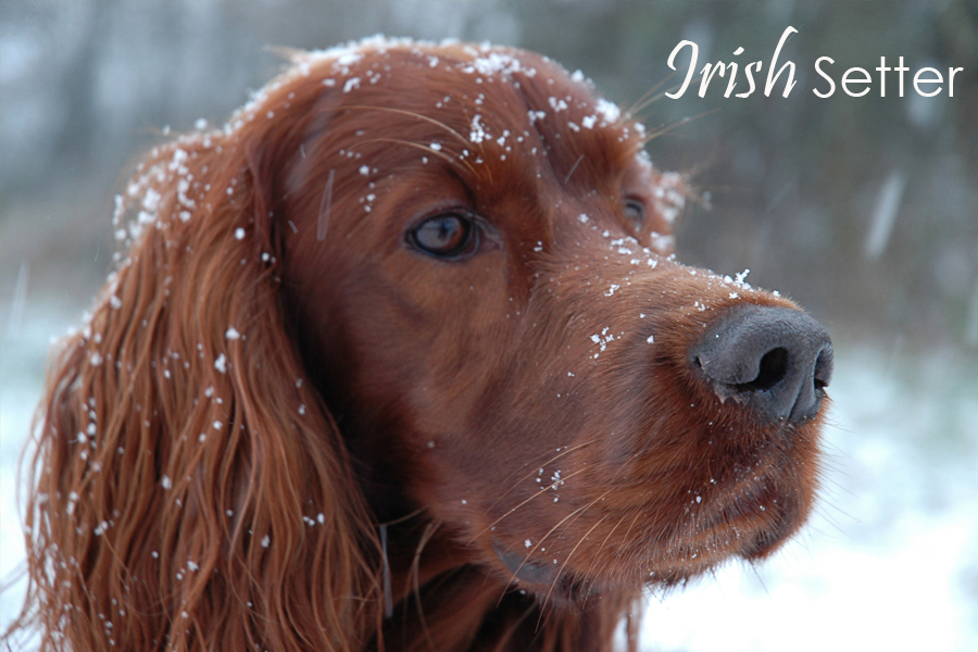 Irish Setter Find out more on our blog Pet Protect Blog