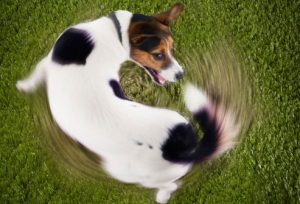 Dog Chasing Tail