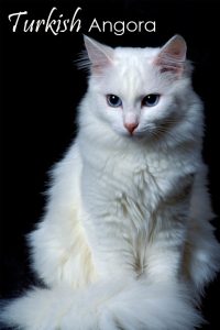 Turkish Angora