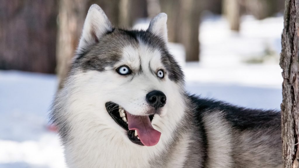 are siberian huskies good with small kids