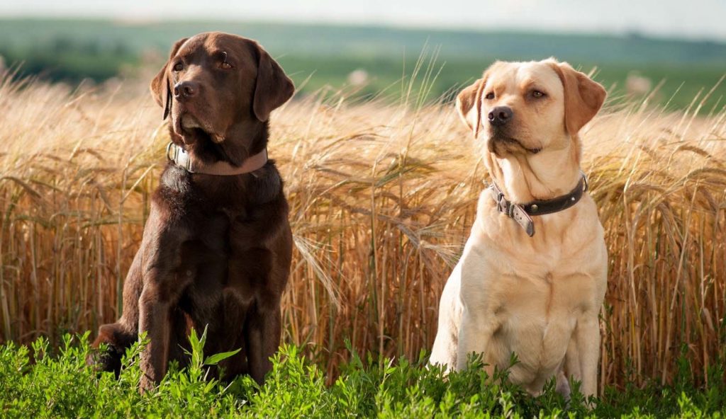 Brown & Golden Labrador Retriever