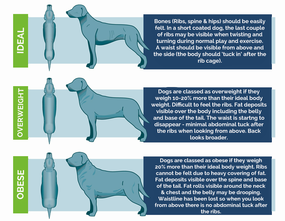 how do i know if my corgi is overweight