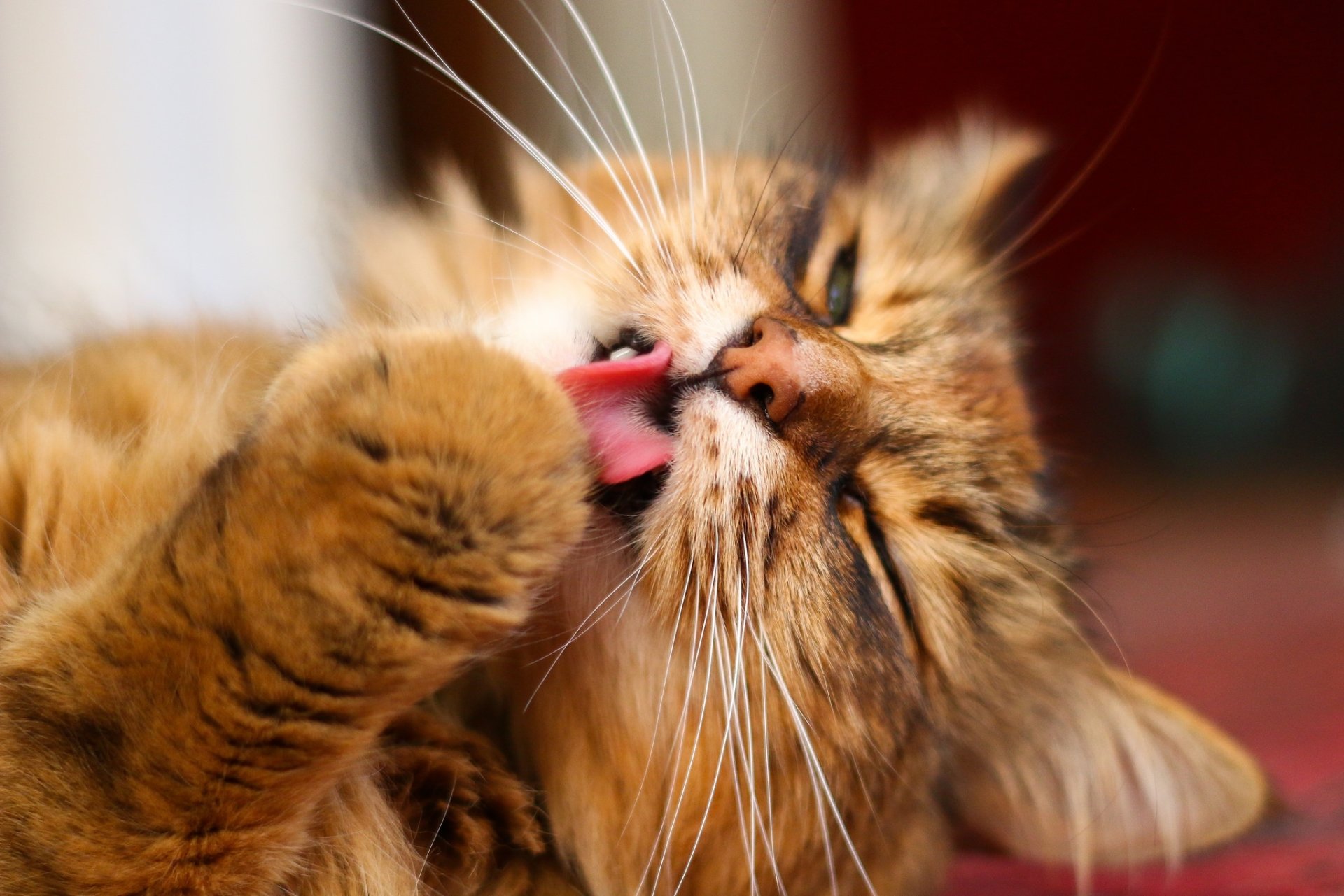 Hairballs in Cats Information and how to prevent them Pet Protect Blog