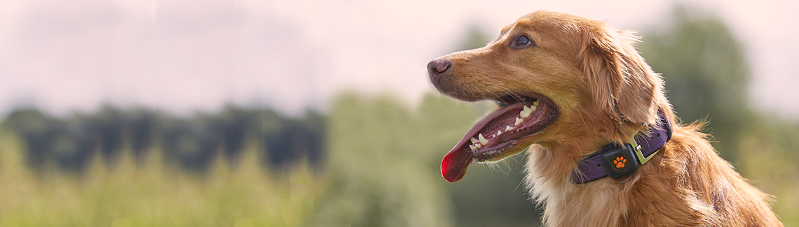 pitpat dog activity monitor tesco