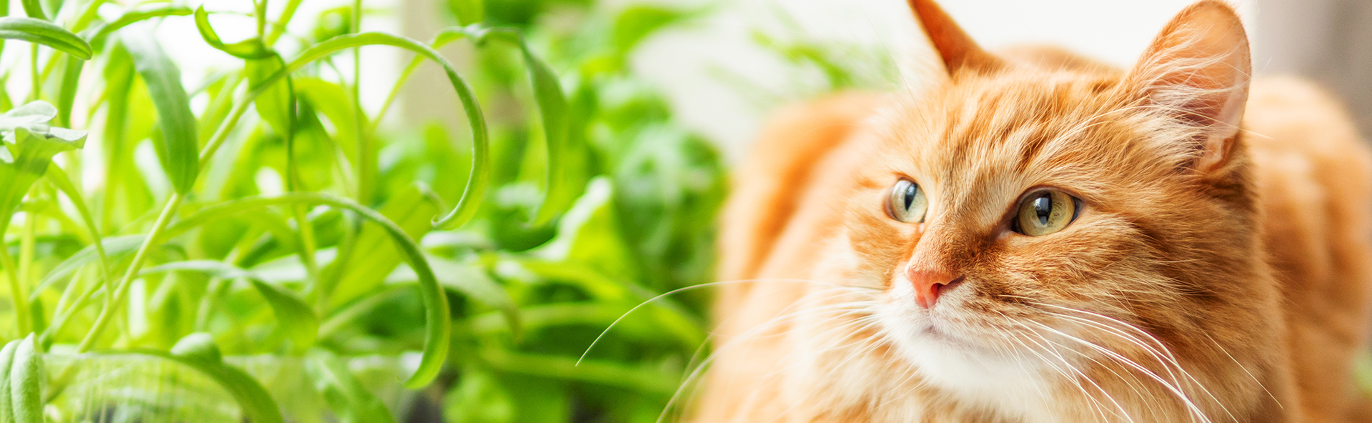 Pet clearance cat insurance