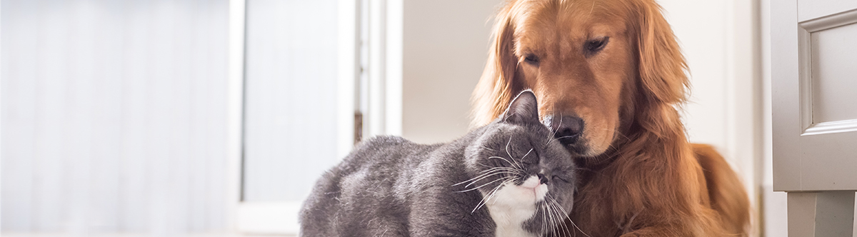 Pet Protect Header Image