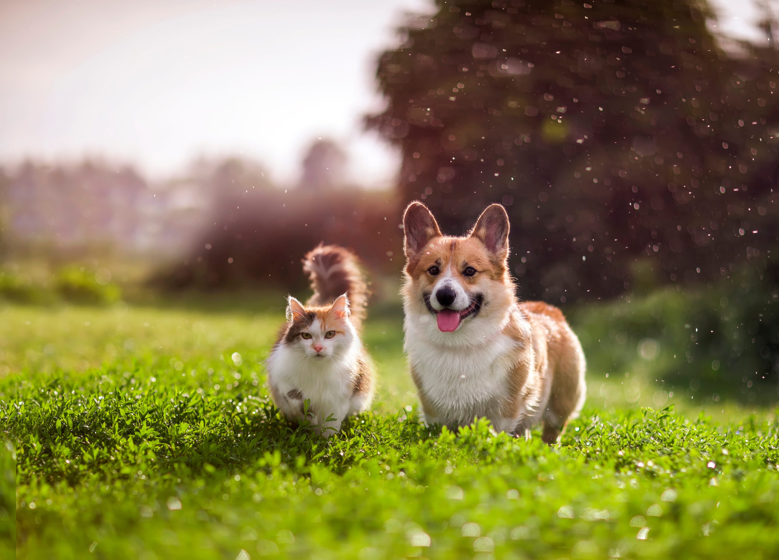 cat and dog getting along together to become best friends