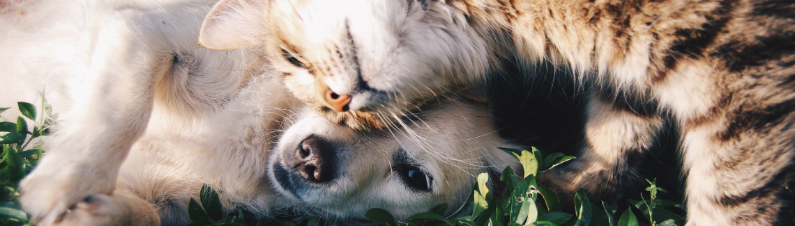 Pet Protect Header Image