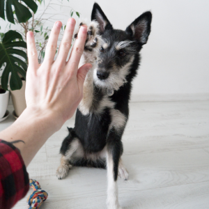 Your Dog's Mental Stimulation & Engagement Tips