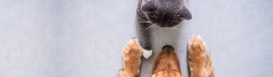 Pet Protect Header Image