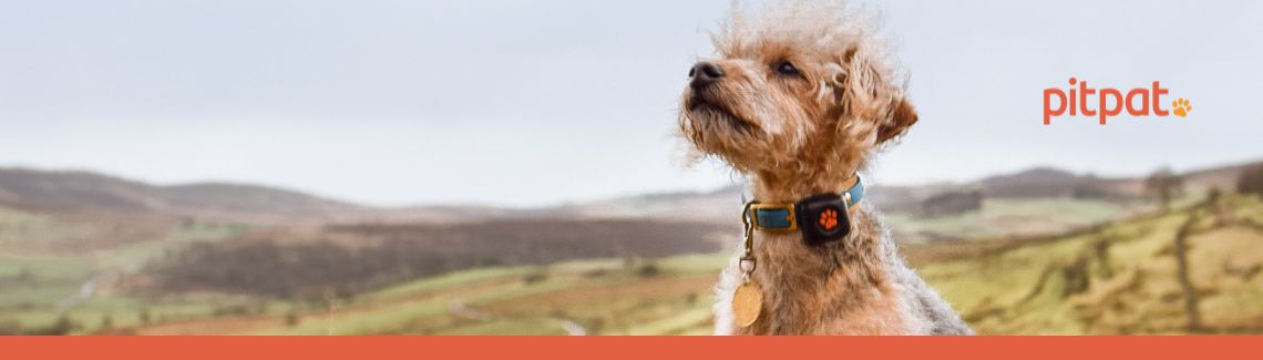 Pet Protect Header Image