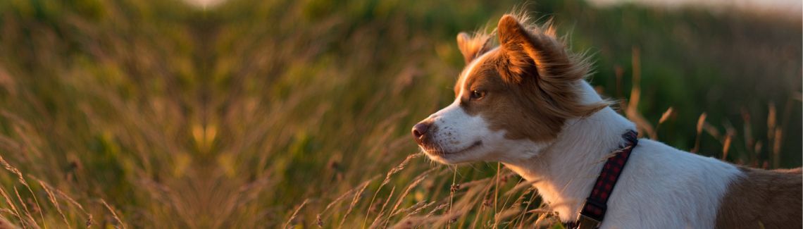 Pet Protect Header Image