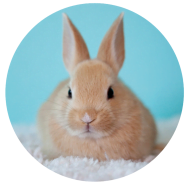 Rabbit Insurance